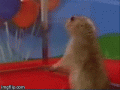 giphy.gif